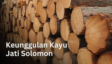 Keunggulan Kayu Jati Solomon