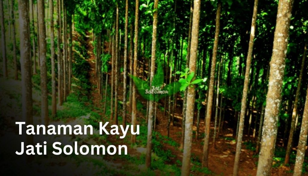 jenis kayu jati Solomon