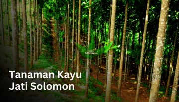 jenis kayu jati Solomon