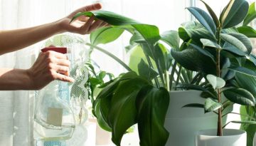 tips merawat tanaman hias dalam rumah