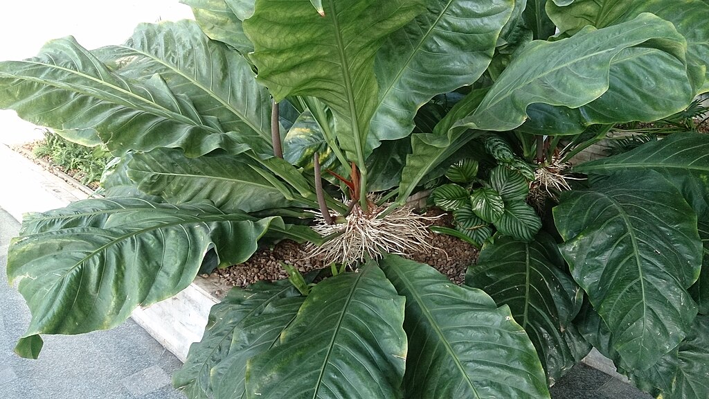 Bunga untuk Taman Depan Rumah
