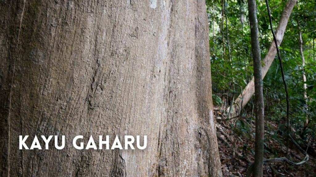 Jenis Kayu Gaharu Paling Mahal