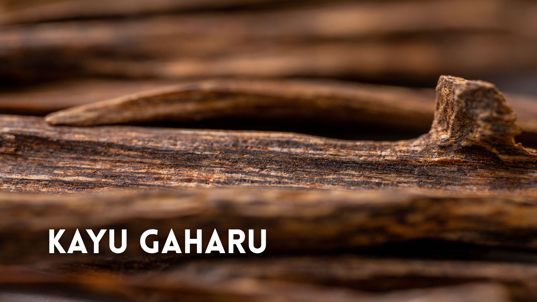 Ciri Kayu Gaharu Asli