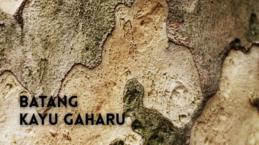 Warna dan Pola Kayu Gaharu Asli