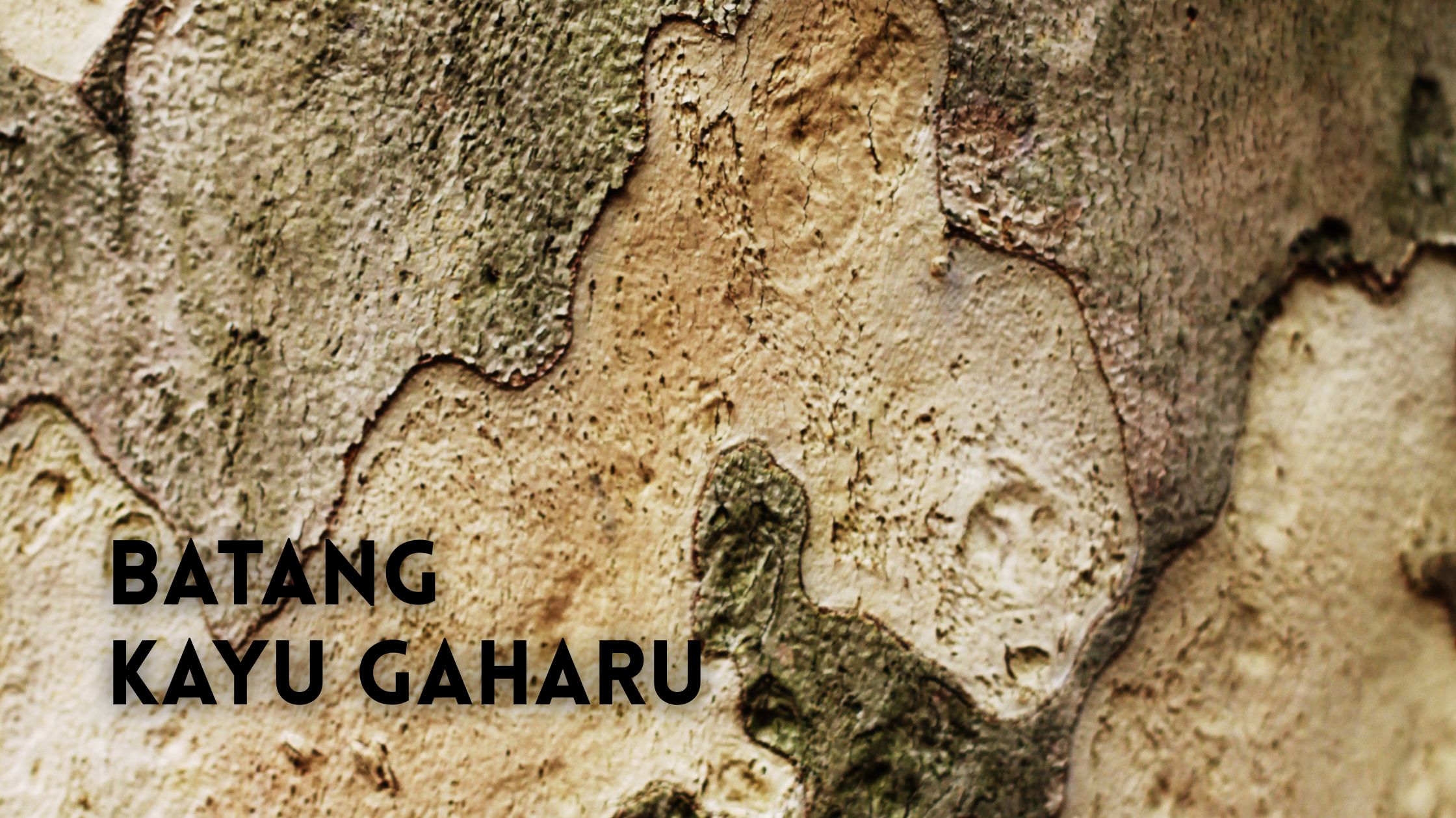 Warna dan Pola Kayu Gaharu Asli