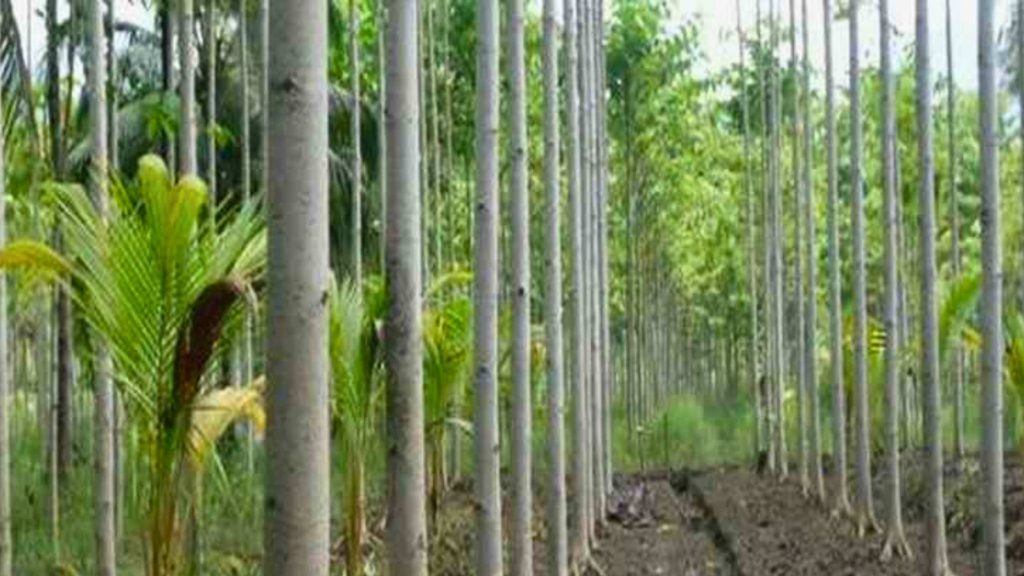 Cara Menanam Pohon Sengon yang Baik dan Benar