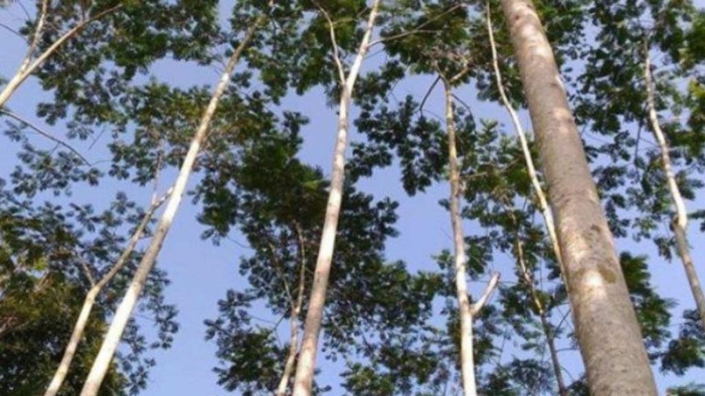 keunggulan kayu sengon dibanding jenis kayu lain