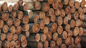 Ketahanan Kayu Sengon