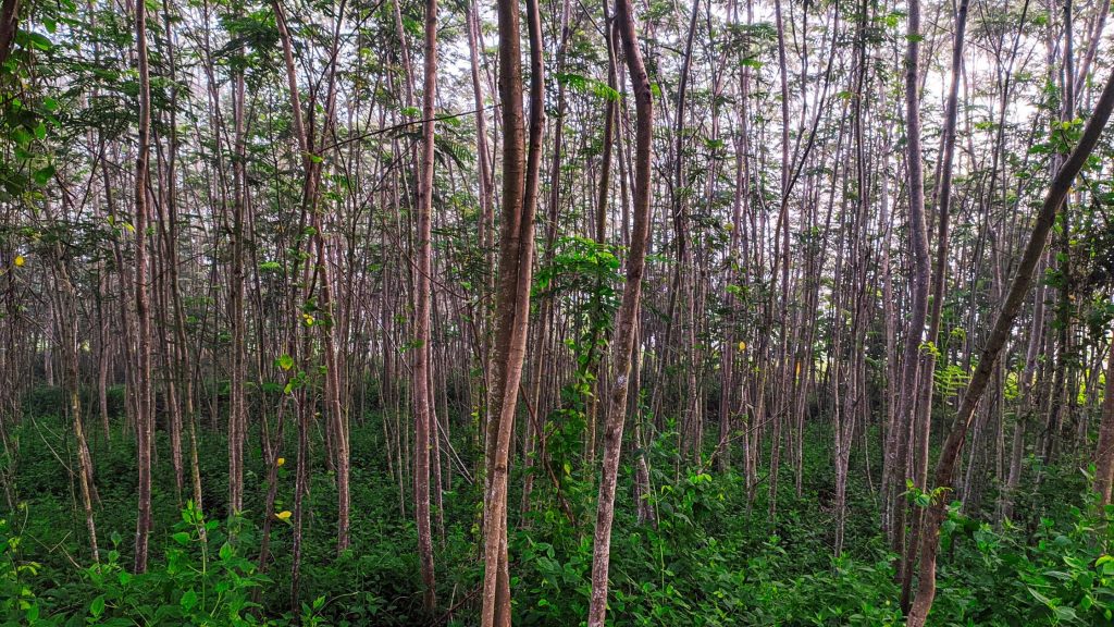 daerah terbaik untuk menanam pohon sengon