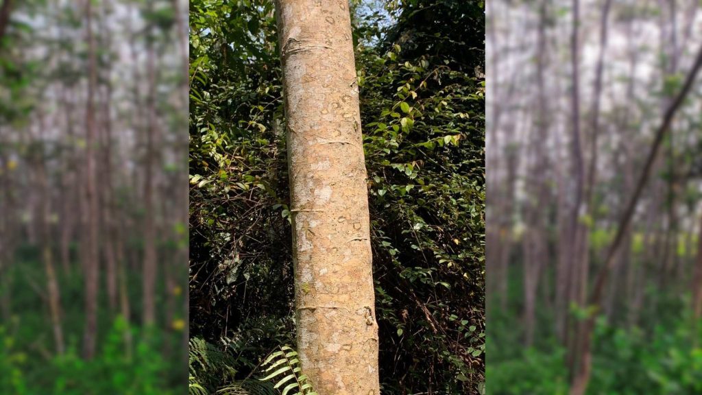 ciri pohon kayu sengon yang bagus